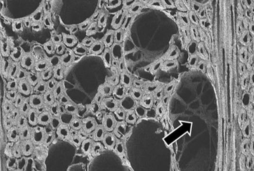 Độ bền tự nhiên của gỗ Lim xanh Erythrophleum fordii trước nấm mục trắng