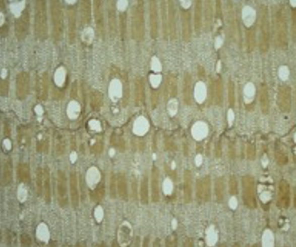 Đánh giá hiện trạng gỗ khảo cổ khai quật tại khu di tích Hoàng thành Thăng Long