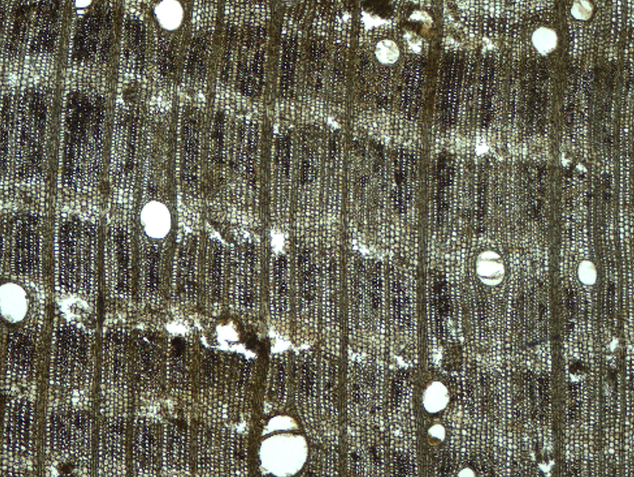 Kết quả đánh giá hiện trạng gỗ khảo cổ khai quật tại kinh đô Hoa Lư, Ninh Bình