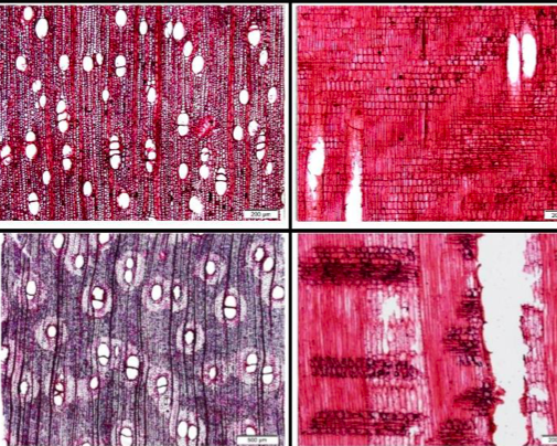 Nghiên cứu ổn định kích thước gỗ khảo cổ khai quật tại điện Kính Thiên, di tích Hoàng thành Thăng Long, Việt Nam bằng phương pháp tẩm hai bước Polyethylene glycol