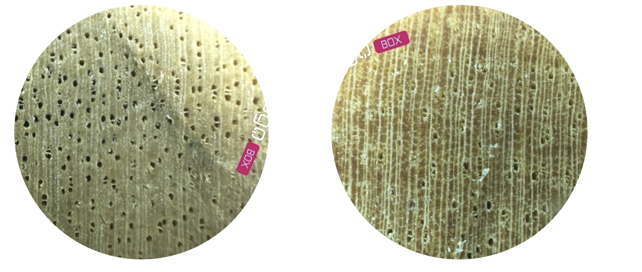 Kết quả xác định loài gỗ sử dụng làm mộc bản triều Nguyễn tại Trung tâm Lưu trữ Quốc gia IV, thành phố Đà Lạt, tỉnh Lâm Đồng