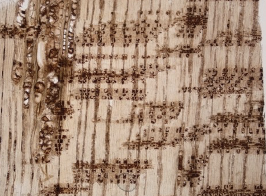 Kết quả đánh giá hiện trạng gỗ khảo cổ tại bể ngâm C3, khu di tích Hoàng Thành Thăng Long, Hà Nội