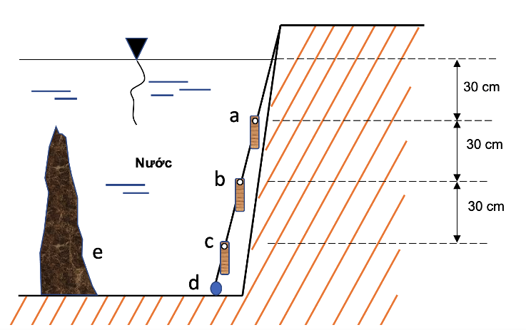 Nghiên cứu: Ảnh hưởng của độ sâu và thời gian ngập nước đến quá trình phá hủy của gỗ